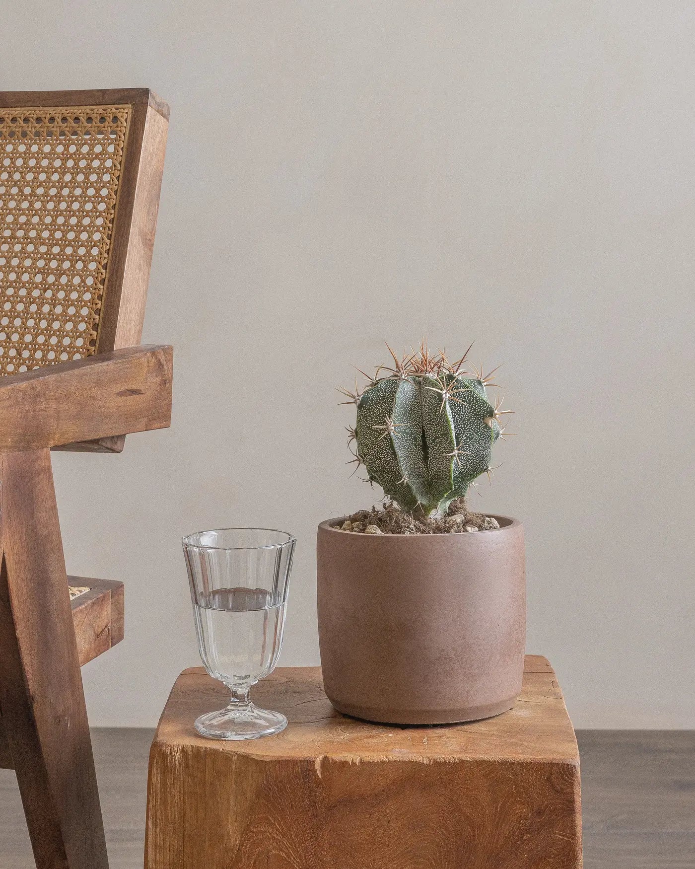 Dome-Cactus-25cm-Circle-Date-Brown-Plntd-Lifestyle-7