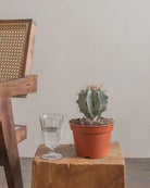 Dome-Cactus-25cm-Nursery-Default-Plntd-Lifestyle-5