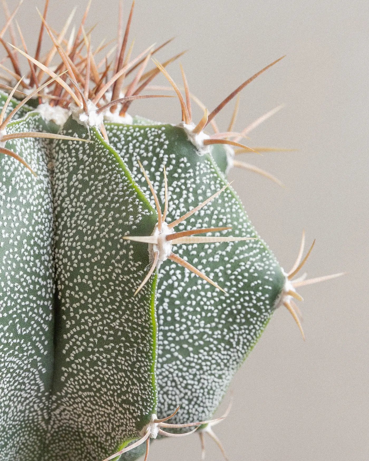 Dome-Cactus-Plntd-Macro-9