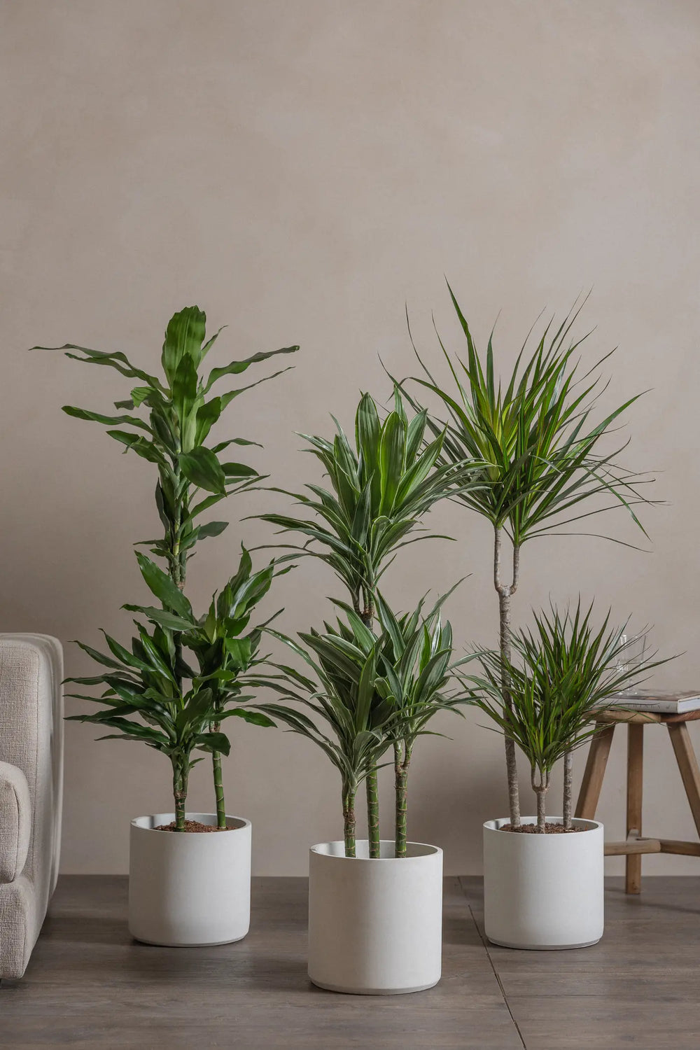 Dragon-Tree-Set-120cm-Circle-Chalk-White-Plntd-Lifestyle-1