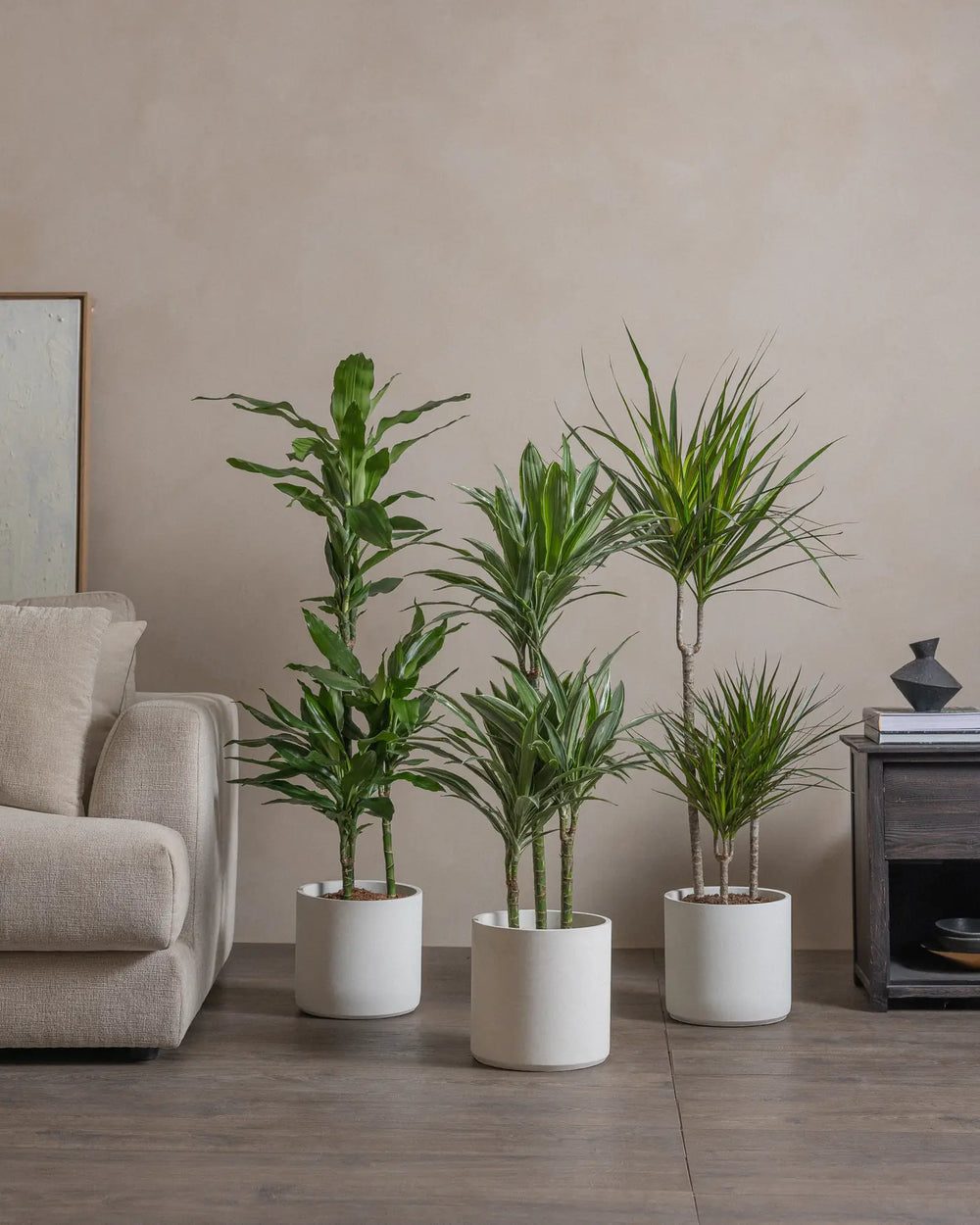 Dragon-Tree-Set-120cm-Circle-Chalk-White-Plntd-Lifestyle-2