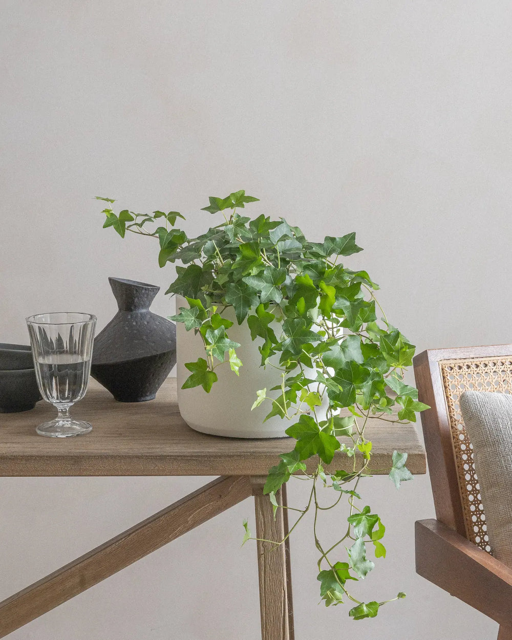 English-Ivy-Plntd-Lifestyle