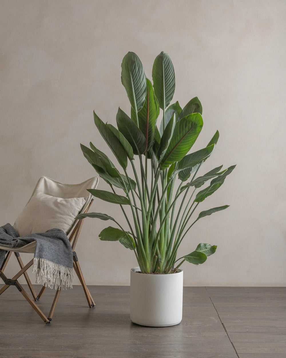 Fan-Shaped-Bird-of-Paradise-150cm-Circle-Chalk-White-Plntd-Lifestyle-2