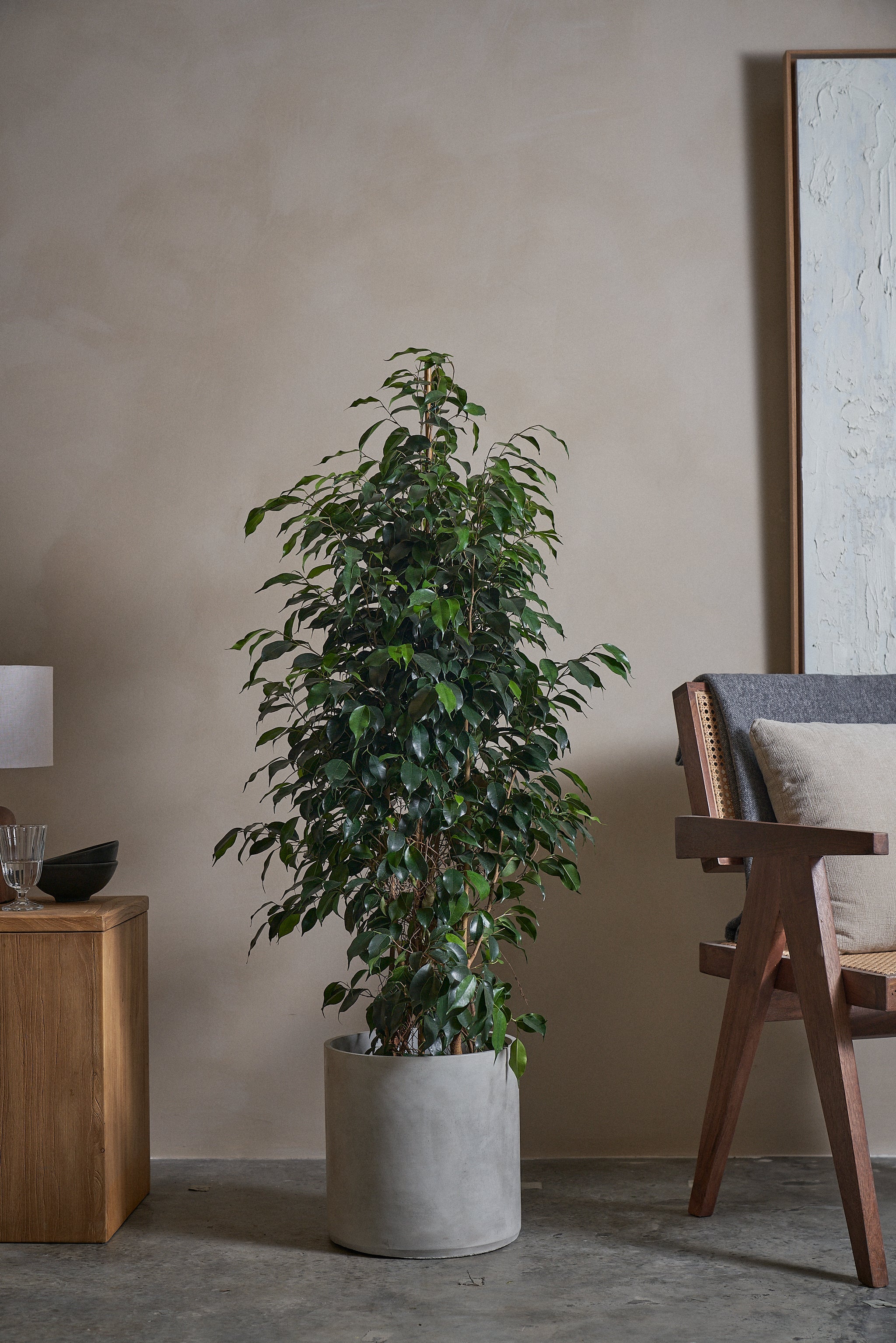 Ficus-Benjamina-120cm-Circle-Cement-Grey-Plntd-Lifestyle-2