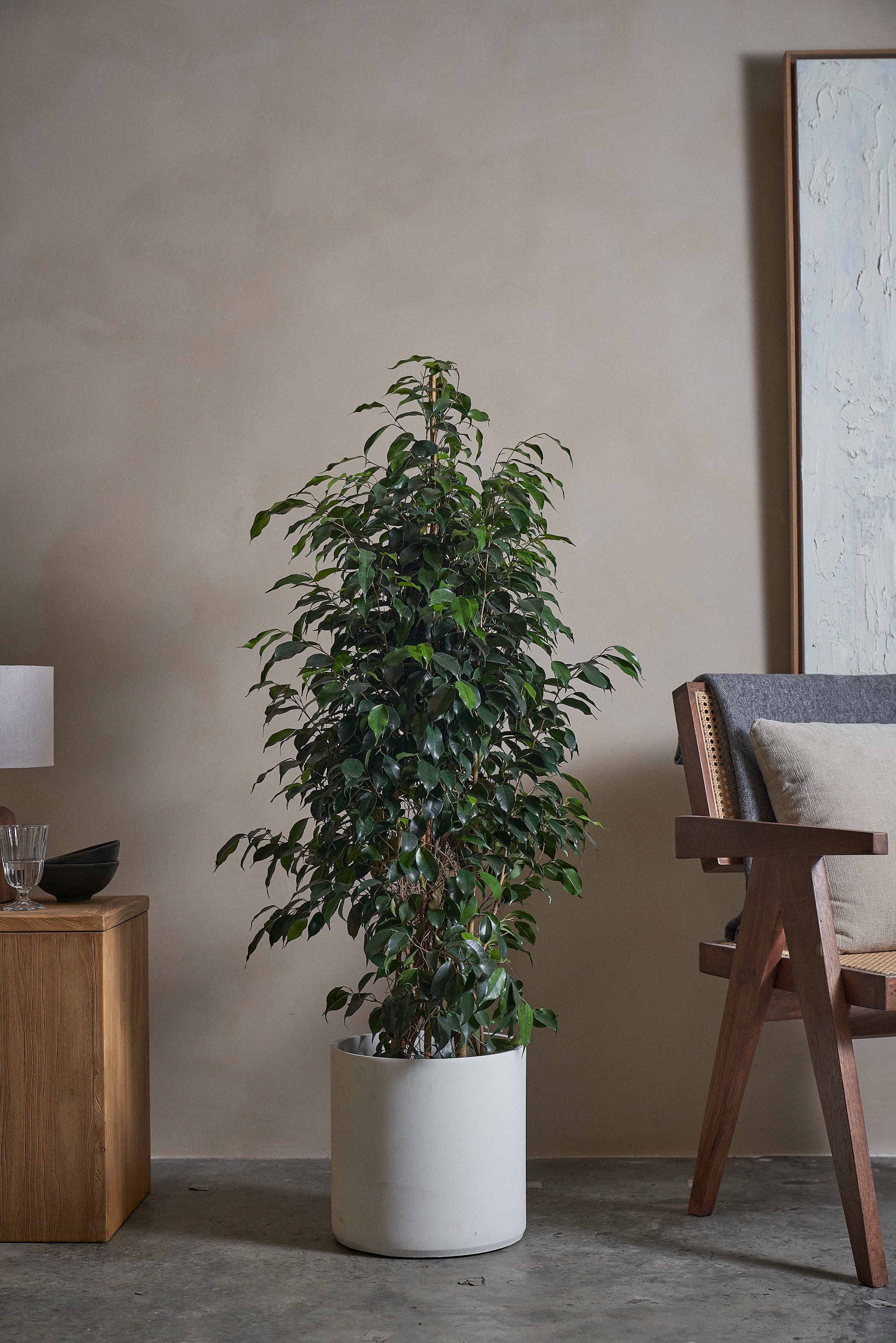 Ficus-Benjamina-120cm-Circle-Chalk-White-Plntd-Lifestyle