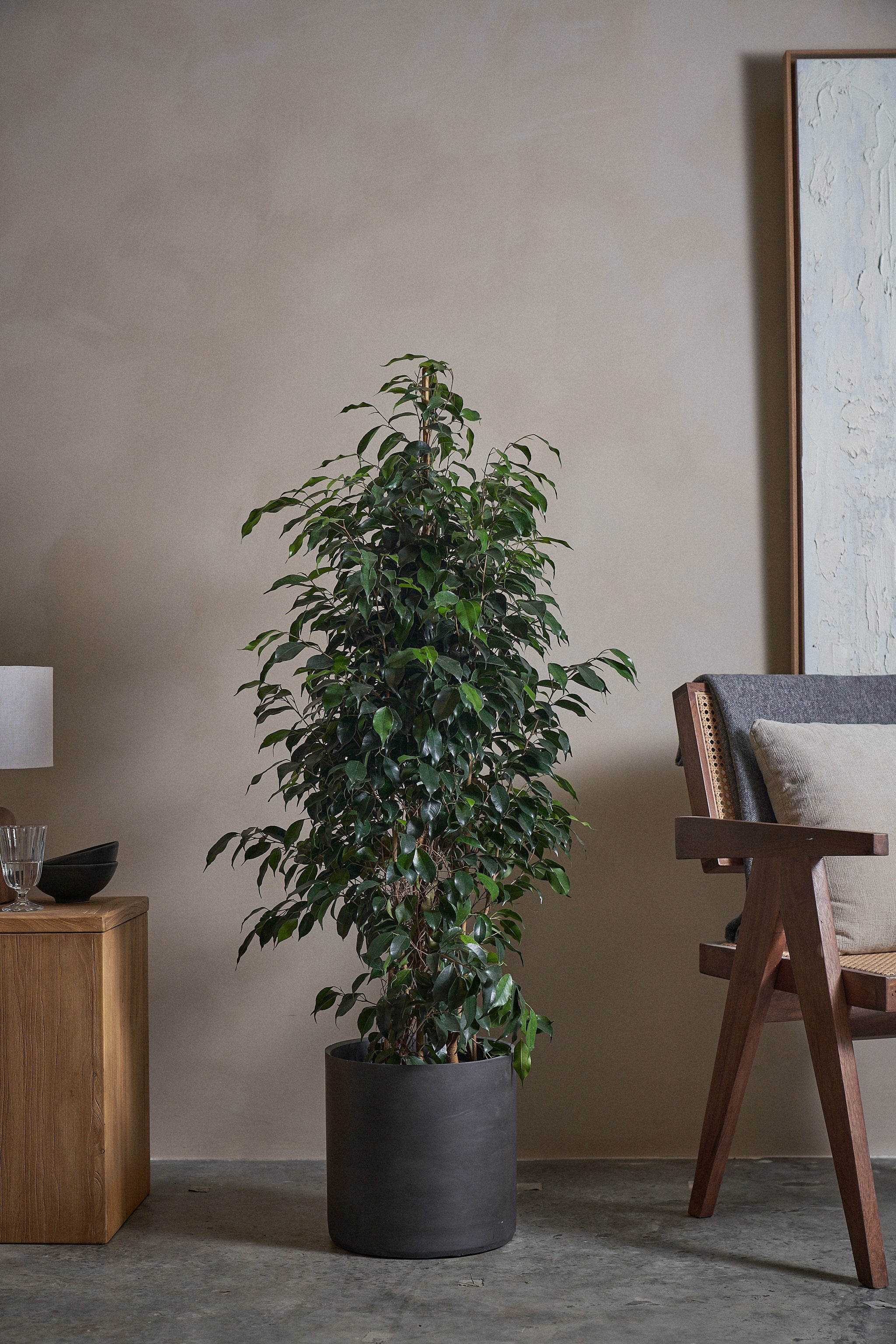 Ficus-Benjamina-120cm-Circle-Charcoal-Black-Plntd-Lifestyle-3