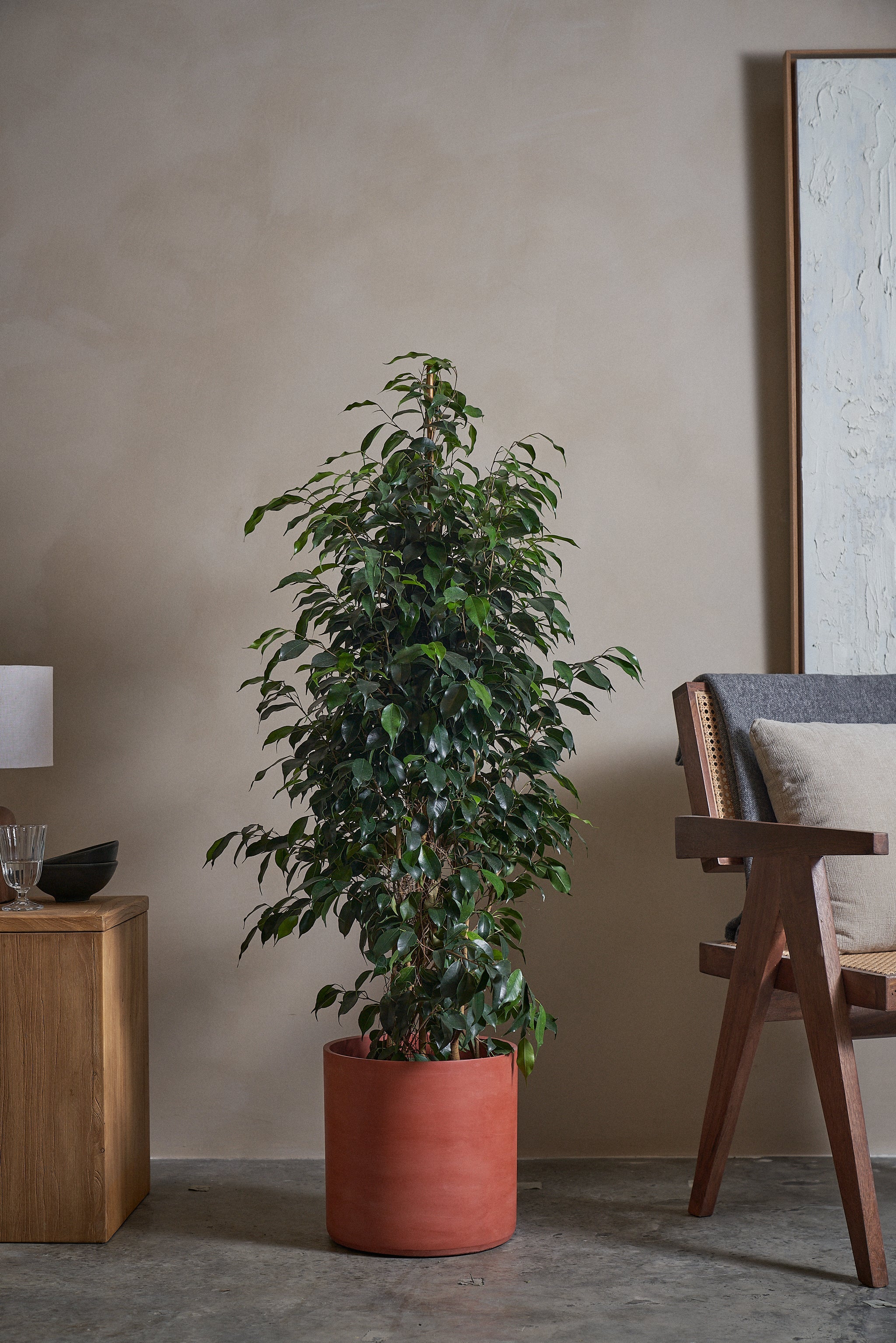 Ficus-Benjamina-120cm-Circle-Corvan-Red-Plntd-Lifestyle-4