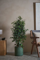 Ficus-Benjamina-120cm-Circle-Olive-Green-Plntd-Lifestyle-7