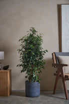 Ficus-Benjamina-120cm-Circle-Teia-Blue-Plntd-Lifestyle-6