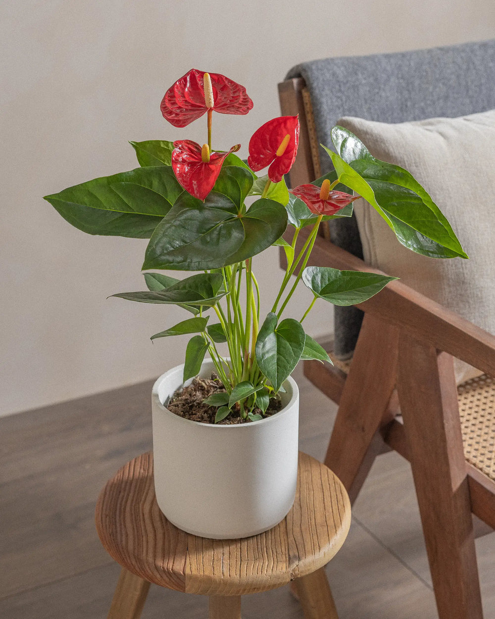 Flamingo-Plant-Red-Circle-Chalk-White-Plntd-Lifestyle-2