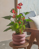 Flamingo-Red-50cm-Meyer-Old-Red-Plntd-Lifestyle-12