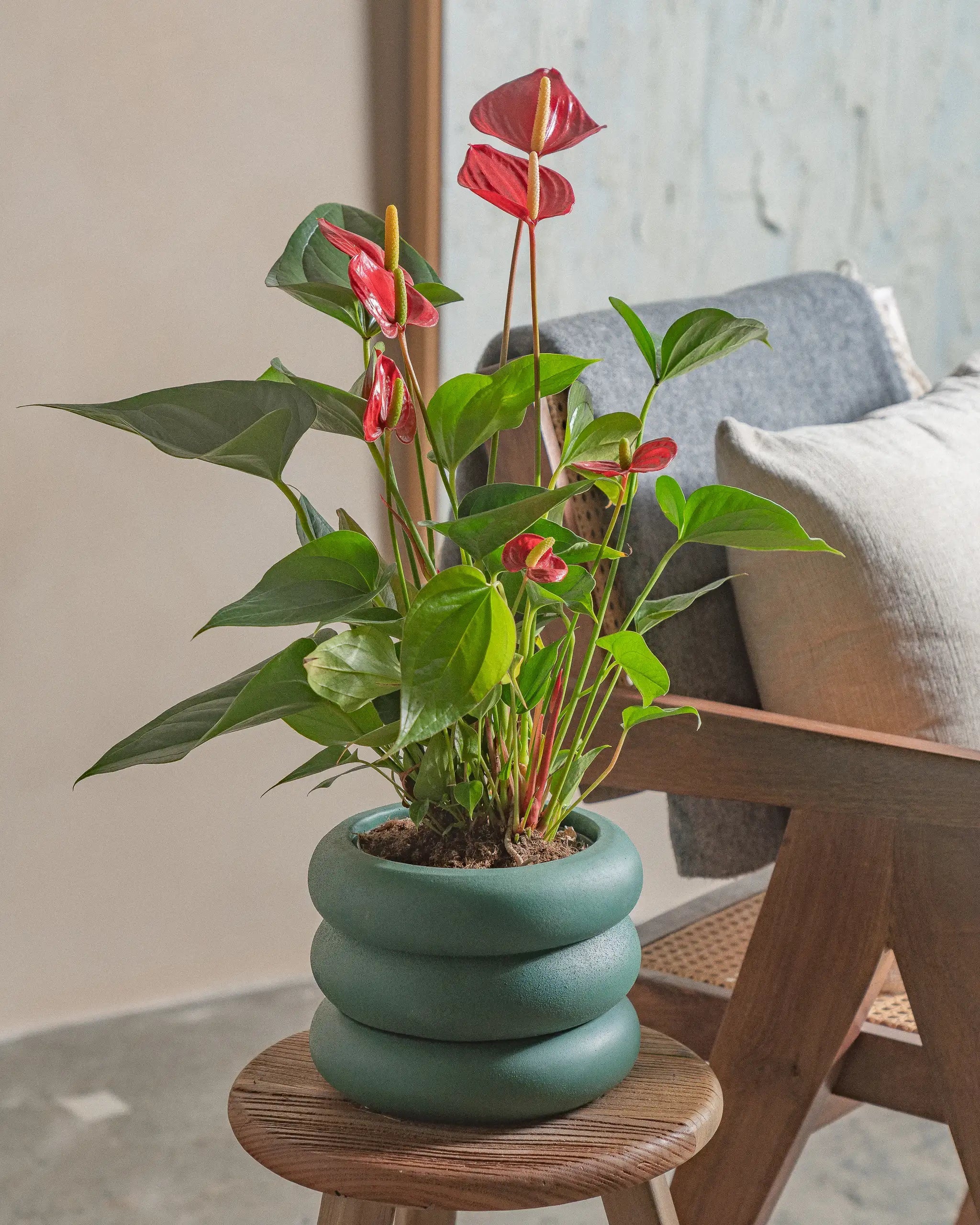 Flamingo-Red-50cm-Meyer-Slate-Green-Plntd-Lifestyle-24