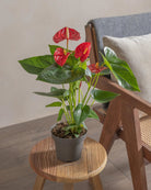 Flamingo-Red-50cm-Nursery-Pot-Default-Plntd-Lifestyle-48