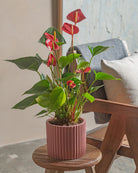 Flamingo-Red-50cm-Runic-Old-Red-Plntd-Lifestyle-16