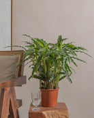 Furry-Feather-70cm-Nursery-Pot-Default-Plntd-Lifestyle-32