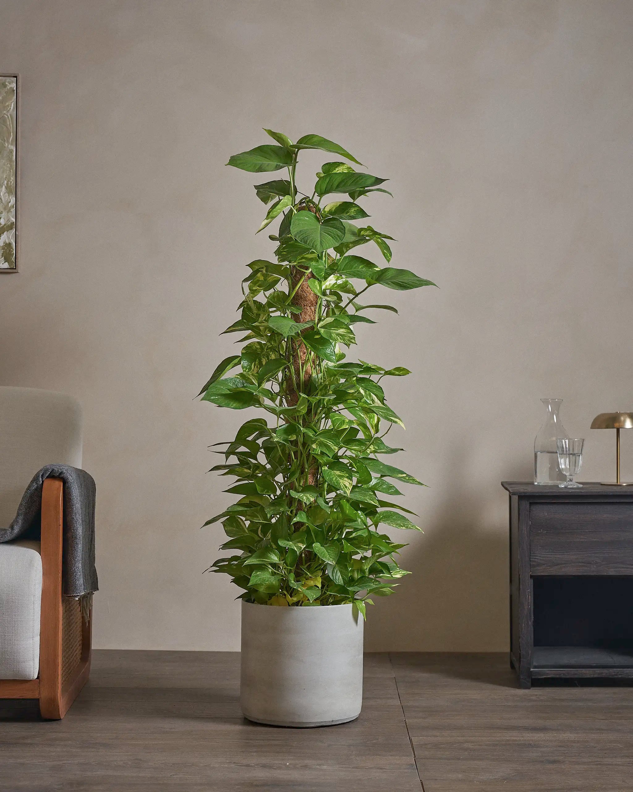 Golden-Pothos-Money-Plant-120cm-Circle-Cement-Grey-Plntd-Lifestyle-19