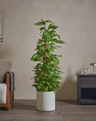 Golden-Pothos-Money-Plant-120cm-Circle-Chalk-White-Plntd-Lifestyle-18