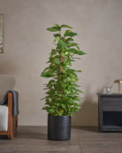 Golden-Pothos-Money-Plant-120cm-Circle-Charcoal-Black-Plntd-Lifestyle-22