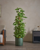 Golden-Pothos-Money-Plant-120cm-Circle-Olive-Green-Plntd-Lifestyle-17