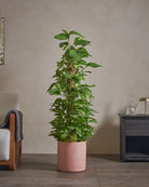 Golden-Pothos-Money-Plant-120cm-Circle-Rose-Pink-Plntd-Lifestyle-16