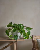 Golden-Pothos-Money-Plant-50cm-Circle-Cement-Grey-Plntd-Lifestyle-7