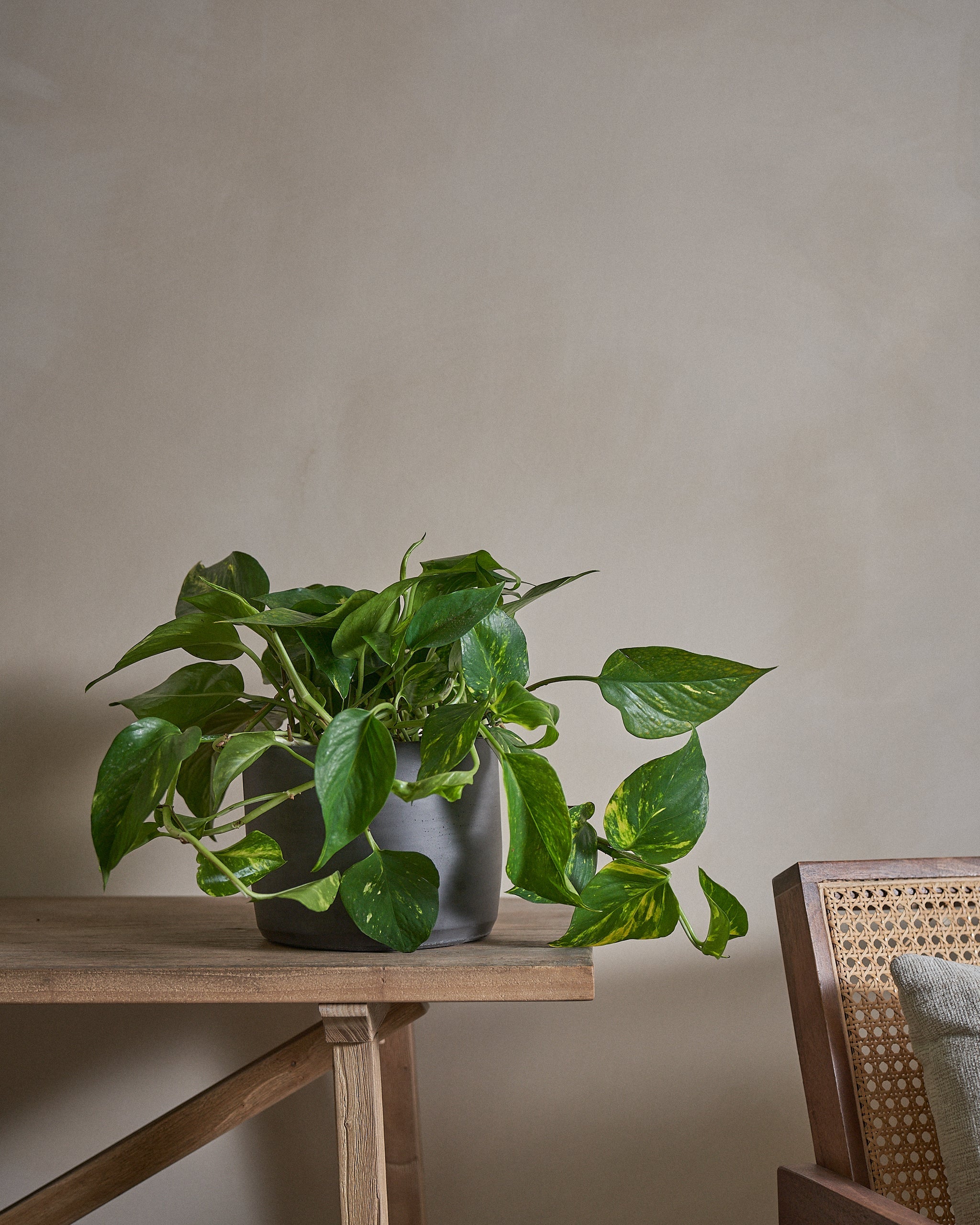 Golden-Pothos-Money-Plant-50cm-Circle-Charcoal-Black-Plntd-Lifestyle-10