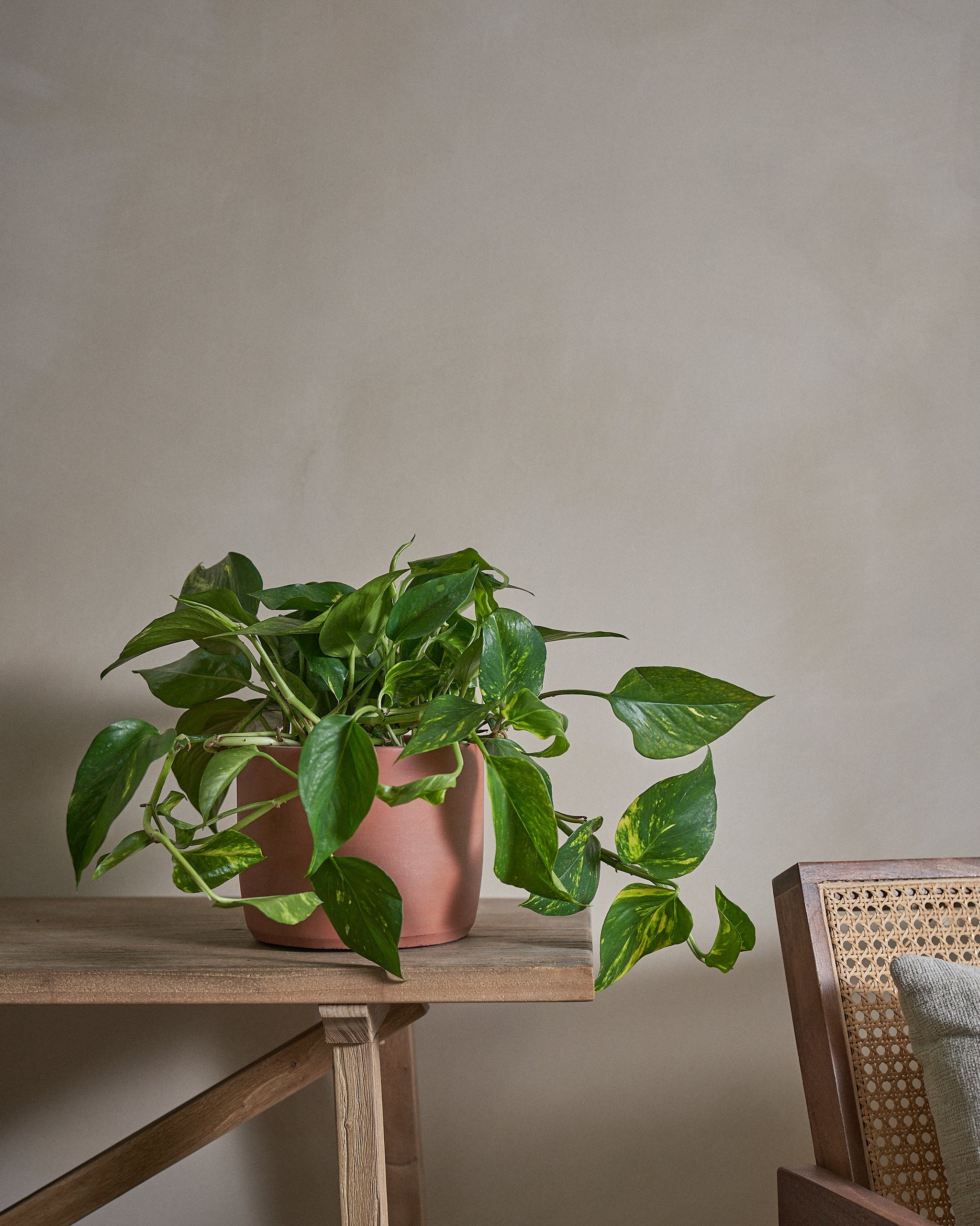 Golden-Pothos-Money-Plant-50cm-Circle-Corvan-Red-Plntd-Lifestyle-12