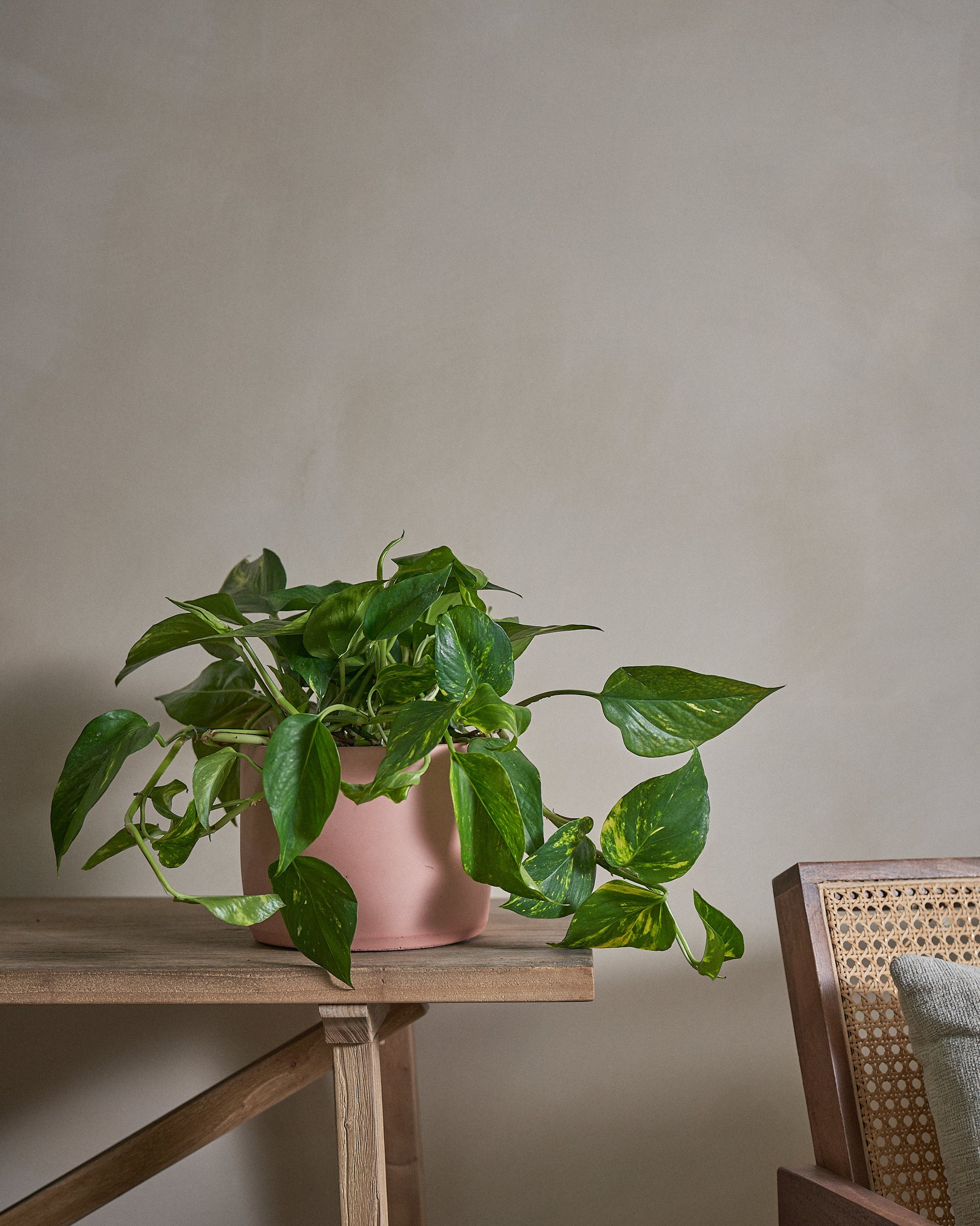 Golden-Pothos-Money-Plant-50cm-Circle-Rose-Pink-Plntd-Lifestyle-11