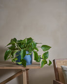 Golden-Pothos-Money-Plant-50cm-Circle-Teia-Blue-Plntd-Lifestyle-13