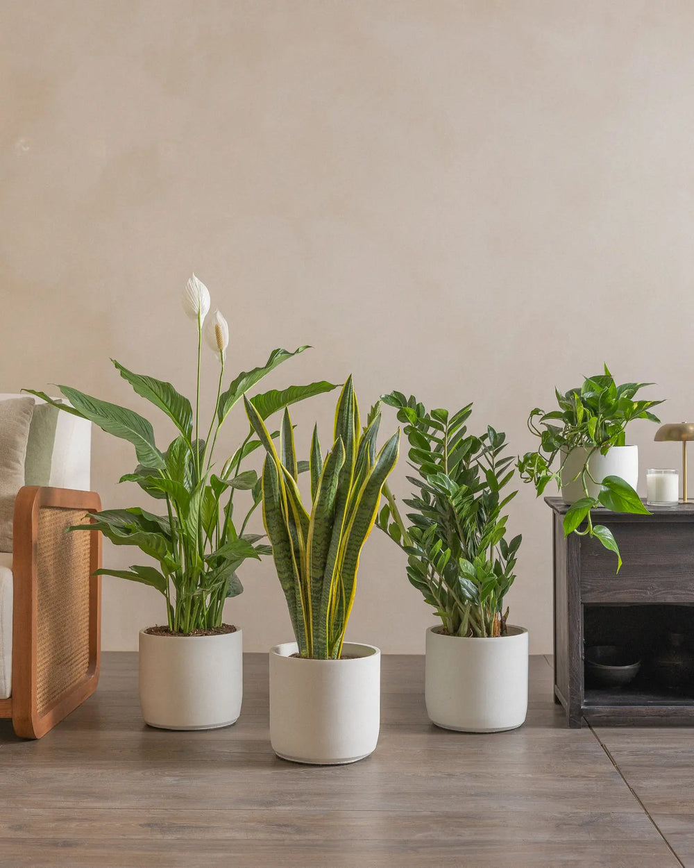 Good-Night-Set-Plntd-Lifestyle