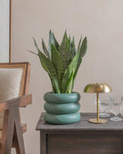 Green-Snake-Plant-40cm-Meyer-Slate-Green-Plntd-Lifestyle-8