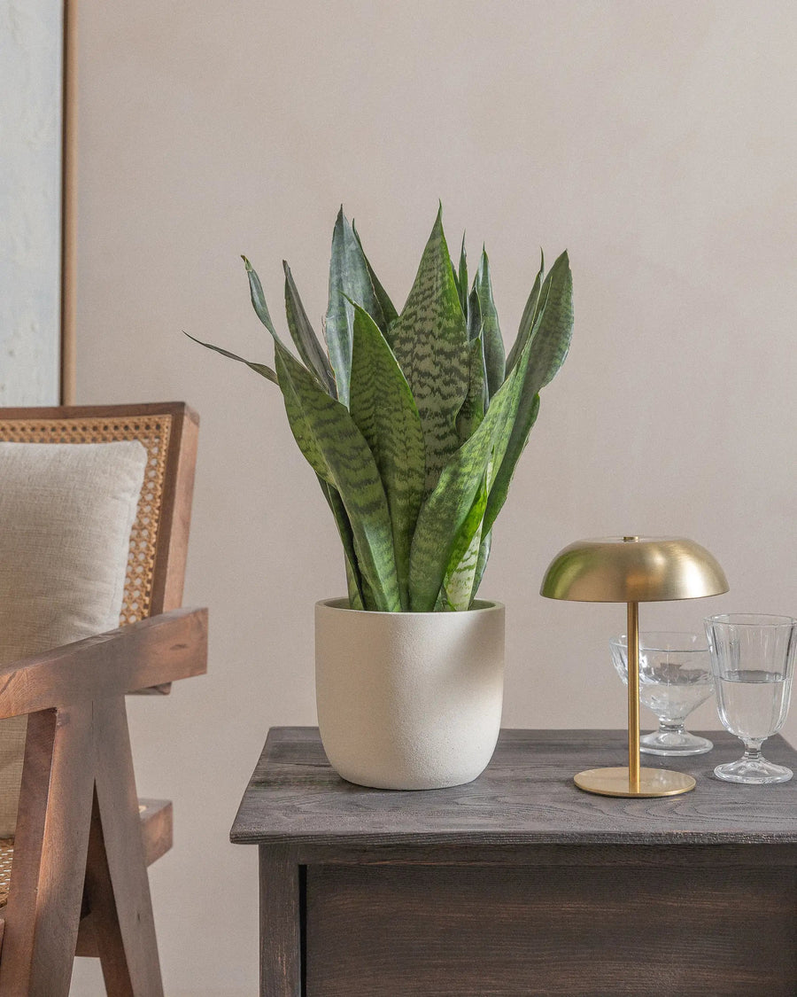 A potted snake plant on a wooden table with a lamp and glasses nearby.