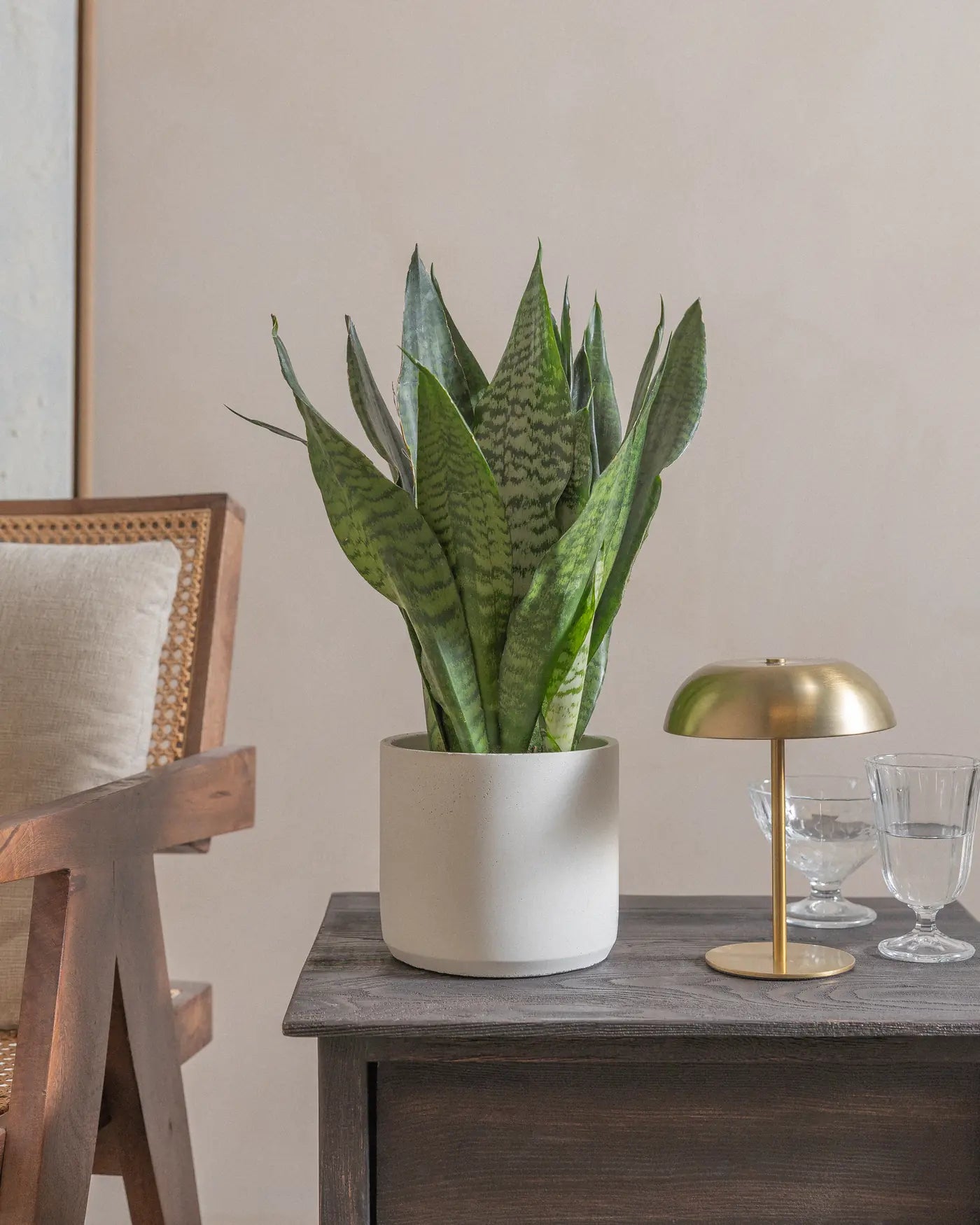 Green-Snake-Plant-Plntd-Lifestyle