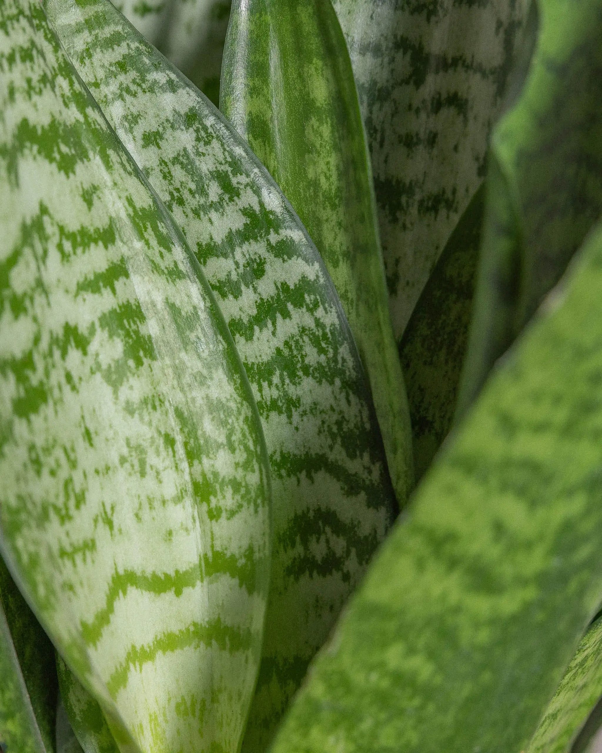 Green-Snake-Plant-Plntd-Macro-2