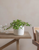 Honey-Plant-30cm-Circle-Chalk-White-Plntd-Lifestyle