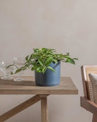 Honey-Plant-30cm-Circle-Teia-Blue-Plntd-Lifestyle-5