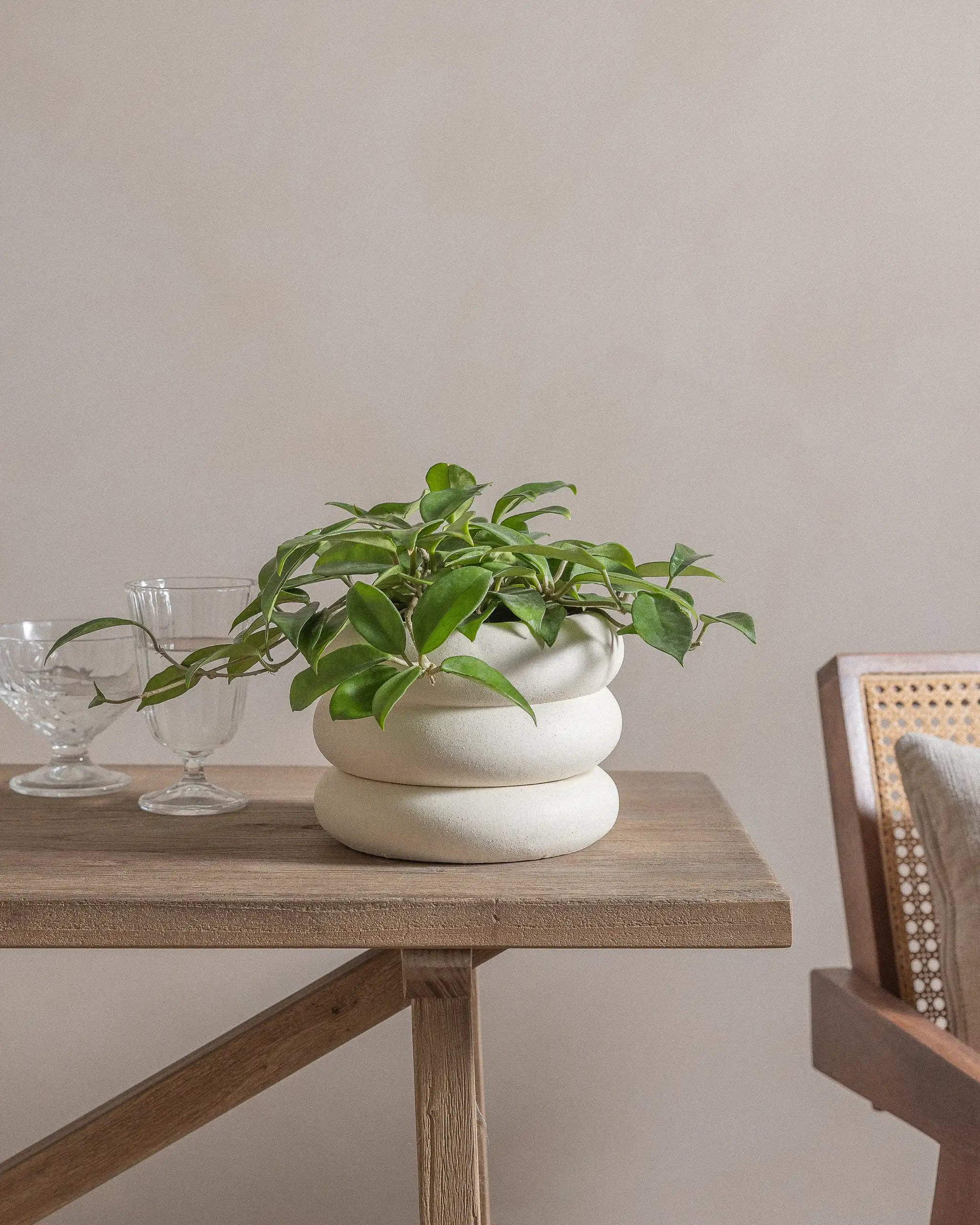 Honey-Plant-30cm-Meyer-Chalk-White-Plntd-Lifestyle-19