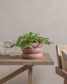 Honey-Plant-30cm-Meyer-Old-Red-Plntd-Lifestyle-21