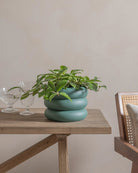 Honey-Plant-30cm-Meyer-Slate-Green-Plntd-Lifestyle-22