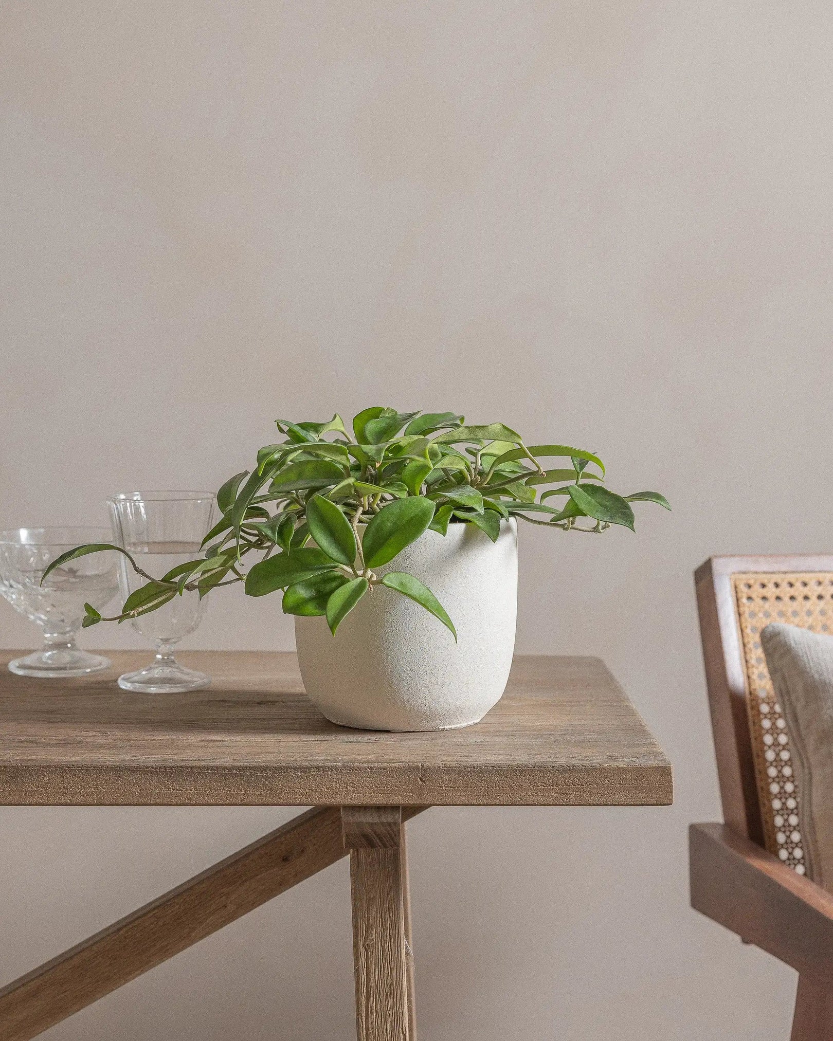 A potted plant on a wooden table beside two glass goblets and a chair.