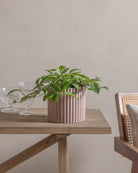 Honey-Plant-30cm-Runic-Rose-Pink-Plntd-Lifestyle-10