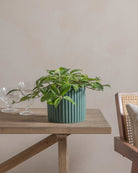 Honey-Plant-30cm-Runic-Slate-Green-Plntd-Lifestyle-12