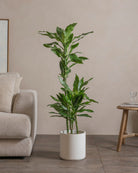 Jade-Dragon-Tree-120cm-Circle-Chalk-White-Plntd-Lifestyle-22