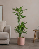 Jade-Dragon-Tree-120cm-Circle-Rose-Pink-Plntd-Lifestyle-24