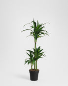 Jade-Dragon-Tree-120cm-Nursery-Pot-Nursery-Pot-Plntd-Seamless-10