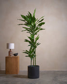 Jade-Dragon-Tree-160cm-Circle-Charcoal-Black-Plntd-Lifestyle-17