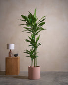 Jade-Dragon-Tree-160cm-Circle-Rose-Pink-Plntd-Lifestyle-16