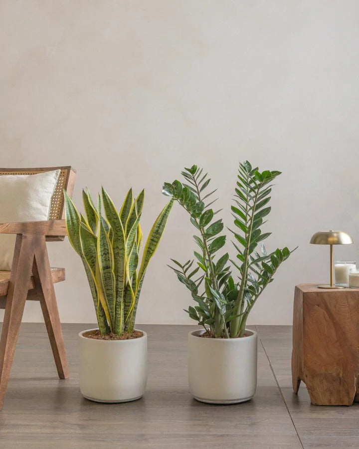 Large-Beginner-Set-Plntd-Lifestyle