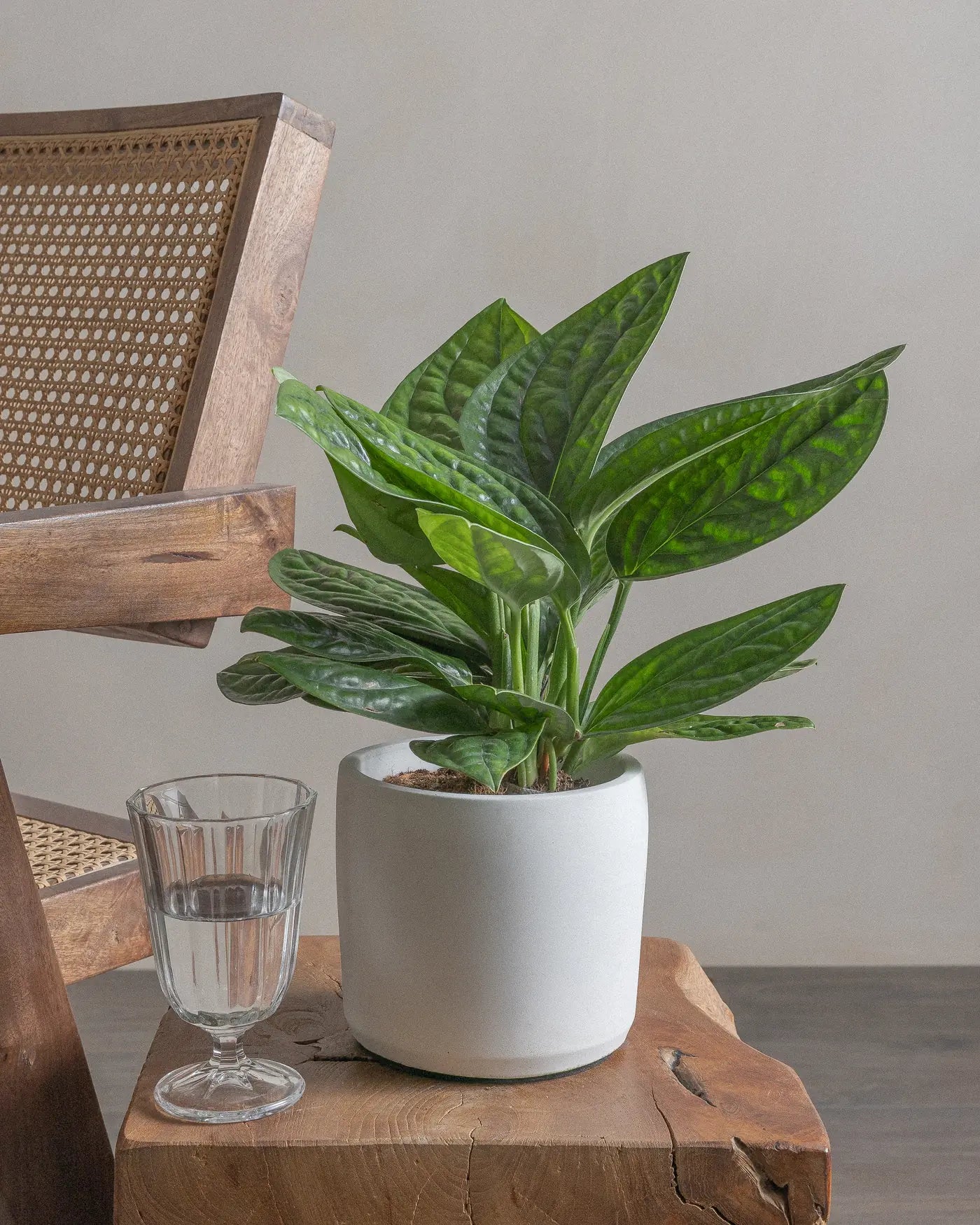 Marble-Pothos-30cm-Circle-Chalk-White-Plntd-Lifestyle