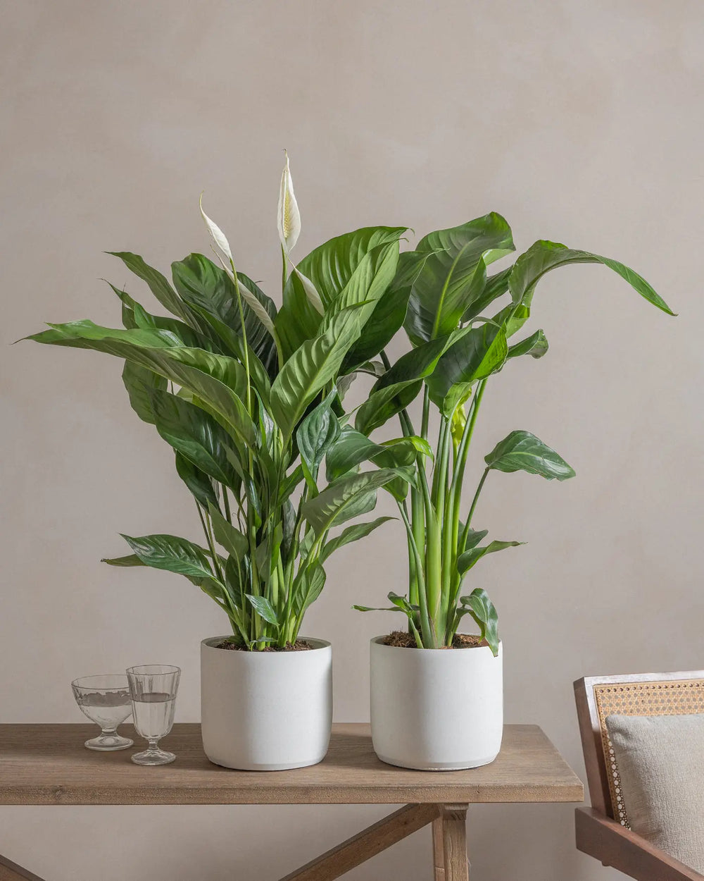 Medium-Queens-Set-Plntd-Lifestyle